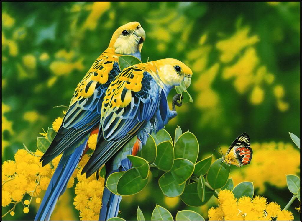 Beautiful Birds HD Wallpapers 119_zps3d037743