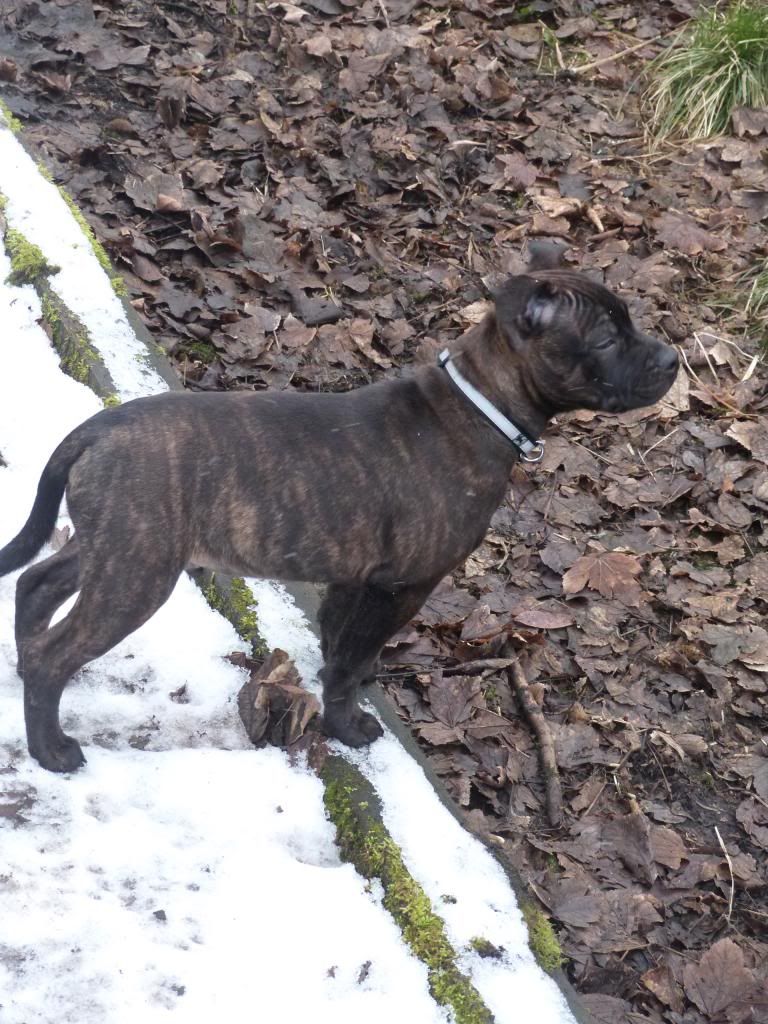 Tommy 15 week enjoying the woods P1000667_zps9de0822e