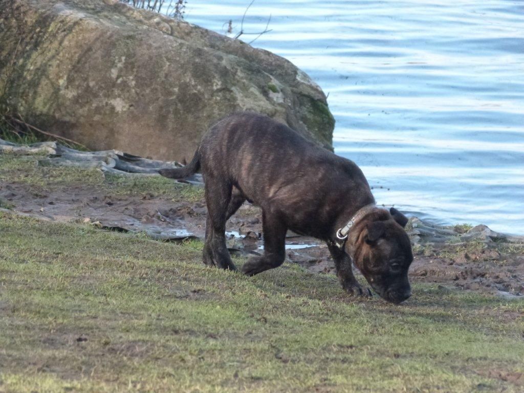 Tommy hates the mud and water Image_zps578d686a