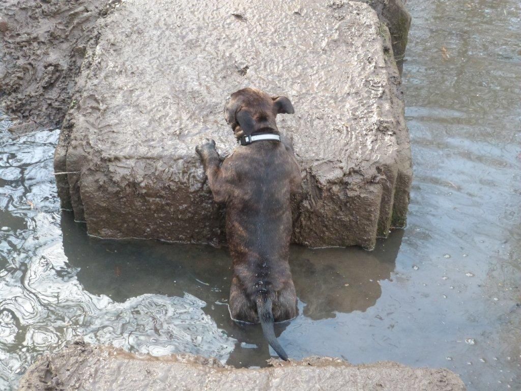 Tommy hates the mud and water Image_zps75b2c23a