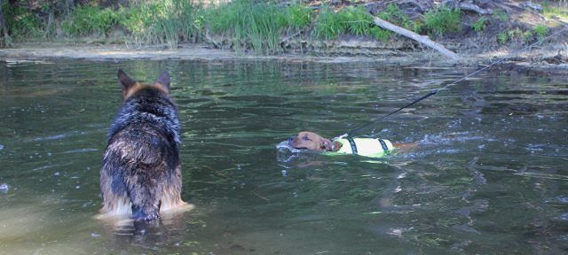 Swimming practice  IMG_8767640x288