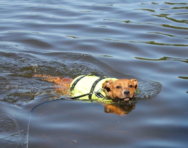 Swimming practice  IMG_8801640x504