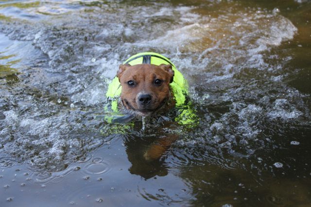 Swimming practice  IMG_88152640x427