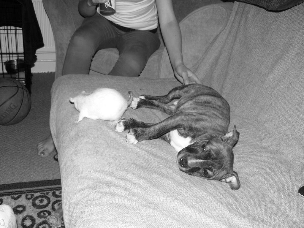 Debo with his sister Helga and best friend Bunny P1090013