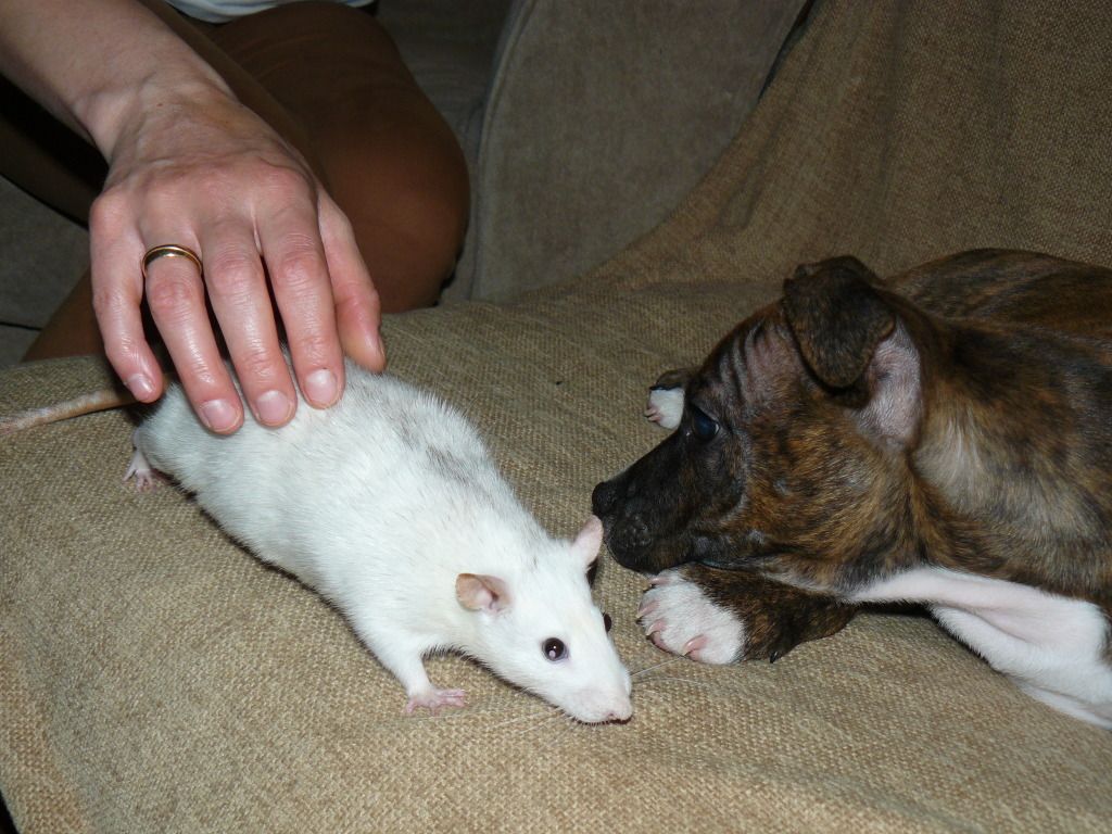 Debo with his sister Helga and best friend Bunny P1090015