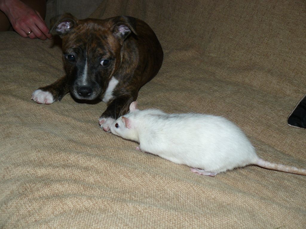 Debo with his sister Helga and best friend Bunny P1090016