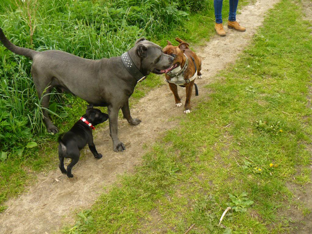 cane staffy