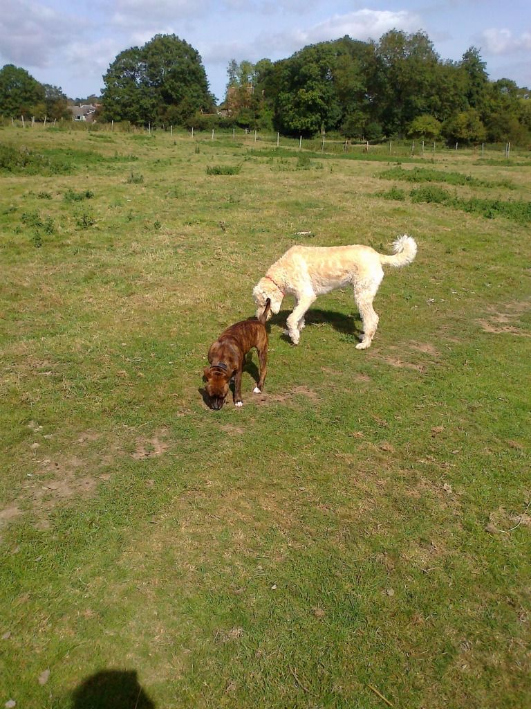 Walk on the fields. Photo0077