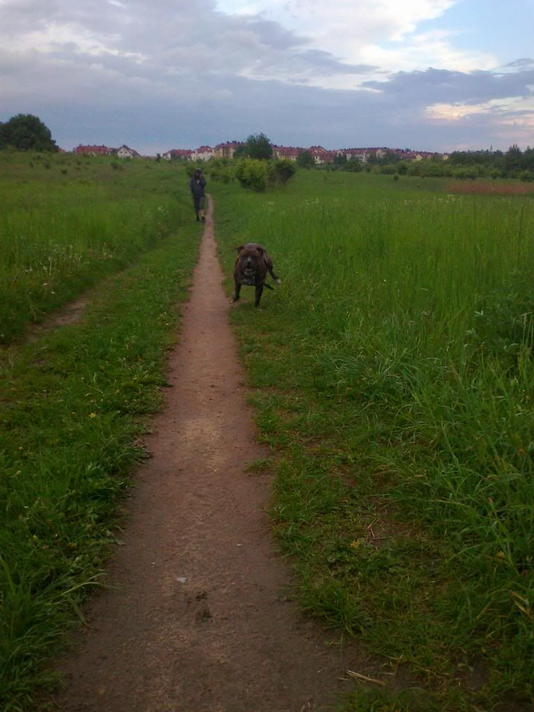 Deebo on the fields. Photo0625_zps6639adcf