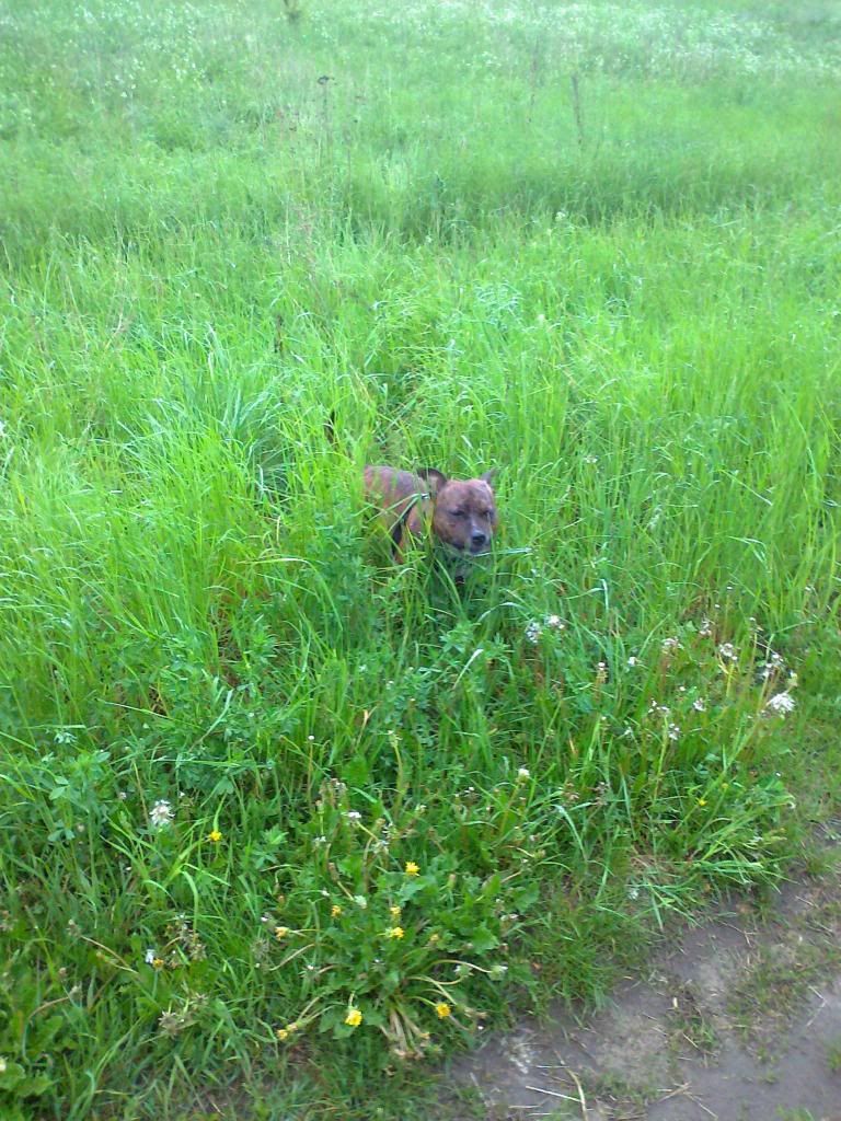 Deebo on the fields. Photo0628_zpsd1f4cc4f