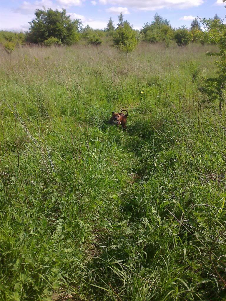 Deebo on the fields. Photo0632_zps9f24eb4d