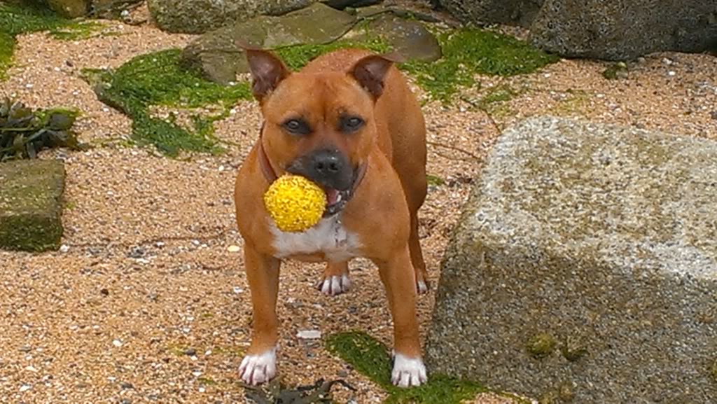 Staffies with balls - Page 2 IMAG0308_zps208bb215