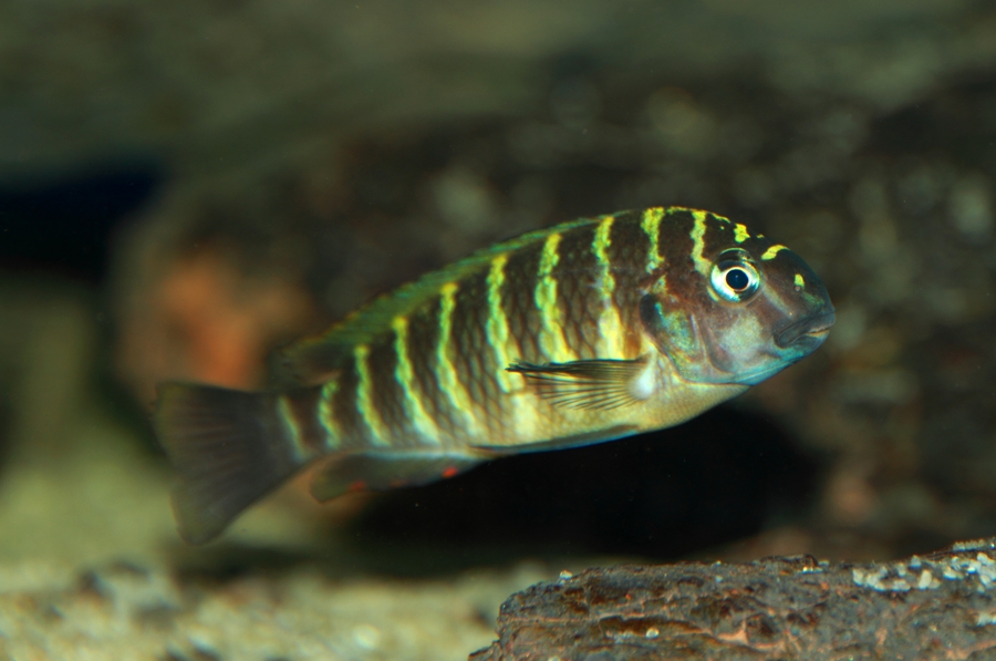 Tropheus Namansi red F0 - Página 5 016web_zpsc6aa31c3