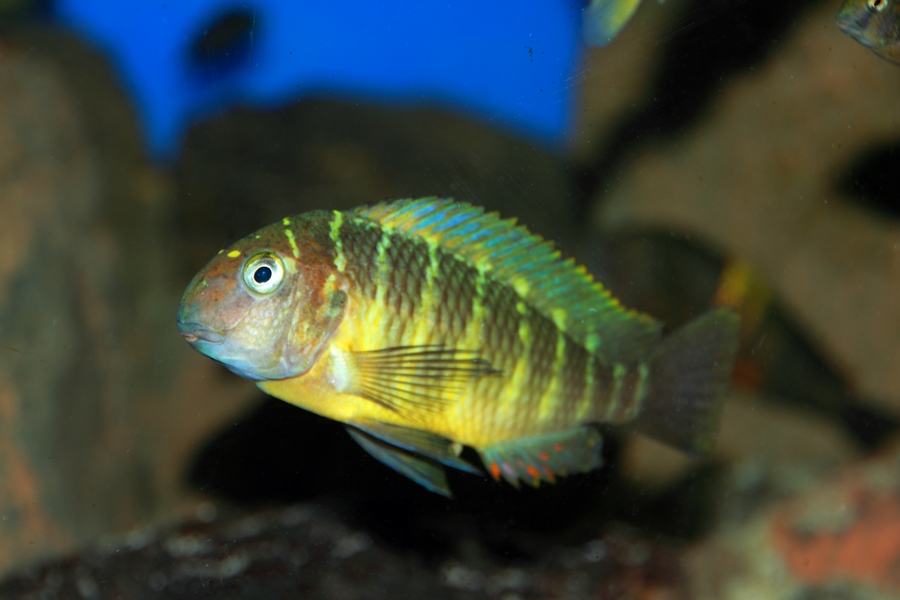 Tropheus Namansi red F0 - Página 5 020web_zpsabfd6453