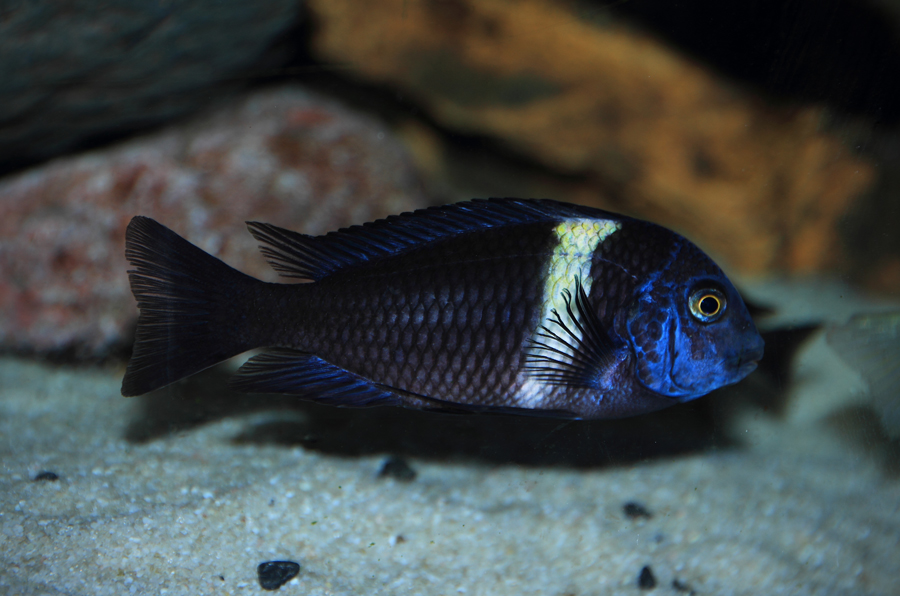 Tropheus duboisi bemba 023web_zps1f36c02a