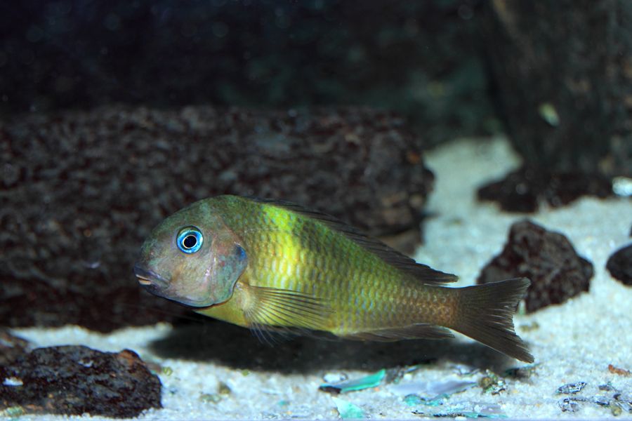 Tropheus brichardi malagarasi - Página 4 047web_zps6b8b7d8f