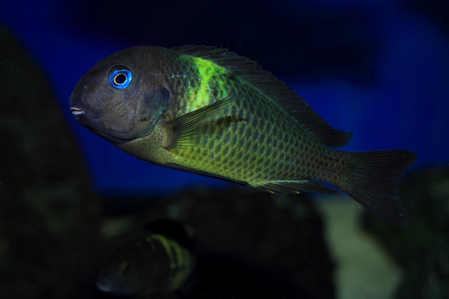 Tropheus brichardi malagarasi - Página 5 070web_zpsa6305e07