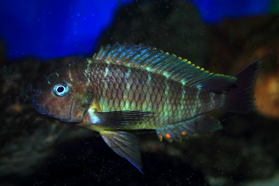 Tropheus Namansi red F0 - Página 8 074web_zps3fa7f03a