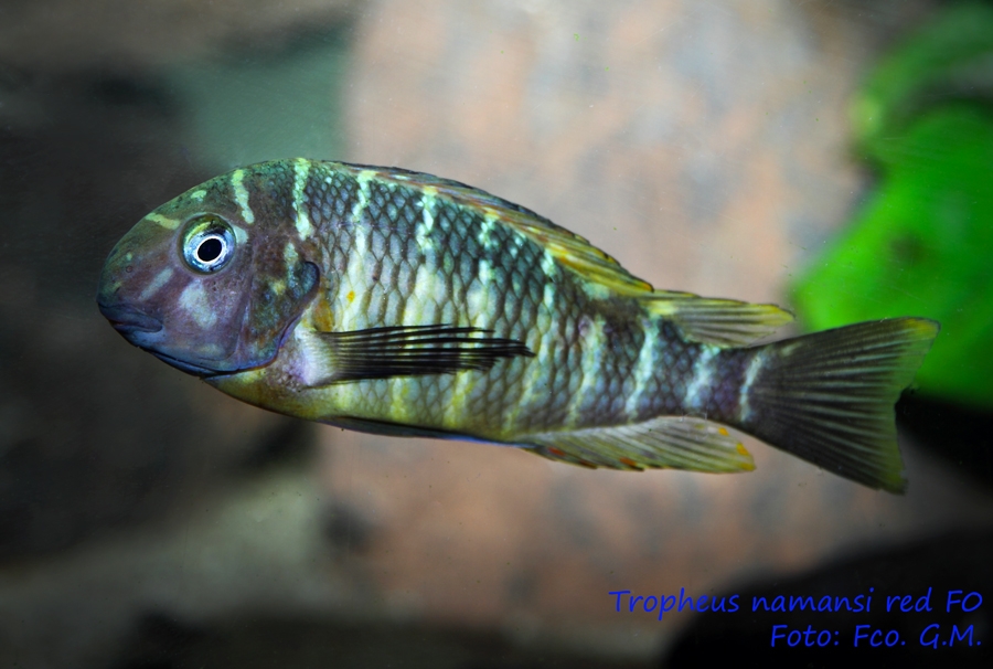 Tropheus Namansi red F0 - Página 5 090web_zps2a56aa81