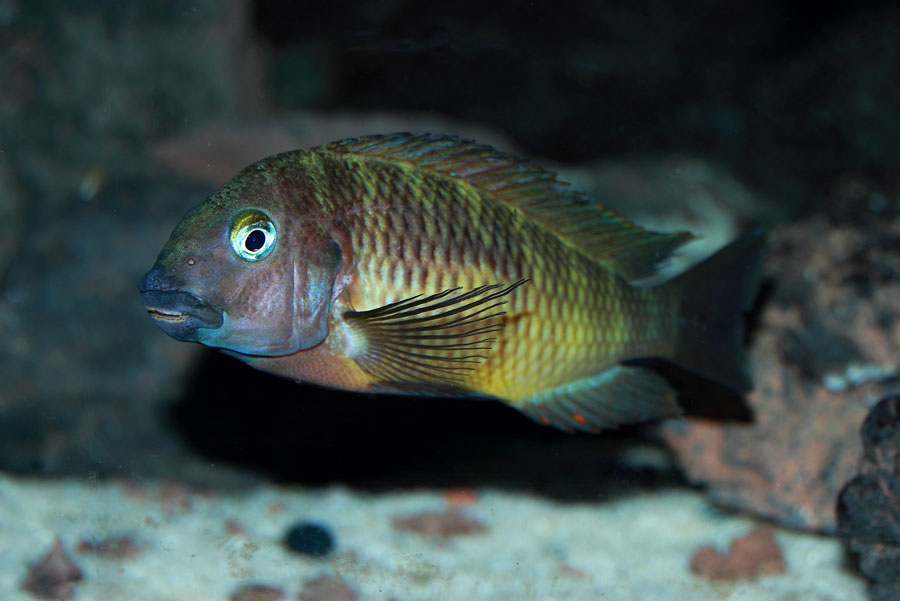 Tropheus namansi red Fx 098web_zpsa04f81fb