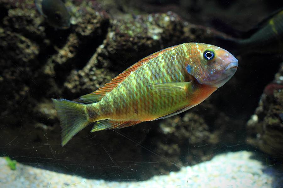 Mi acuario Tropheus Ziwa - Página 5 164web_zpsaa84e73a