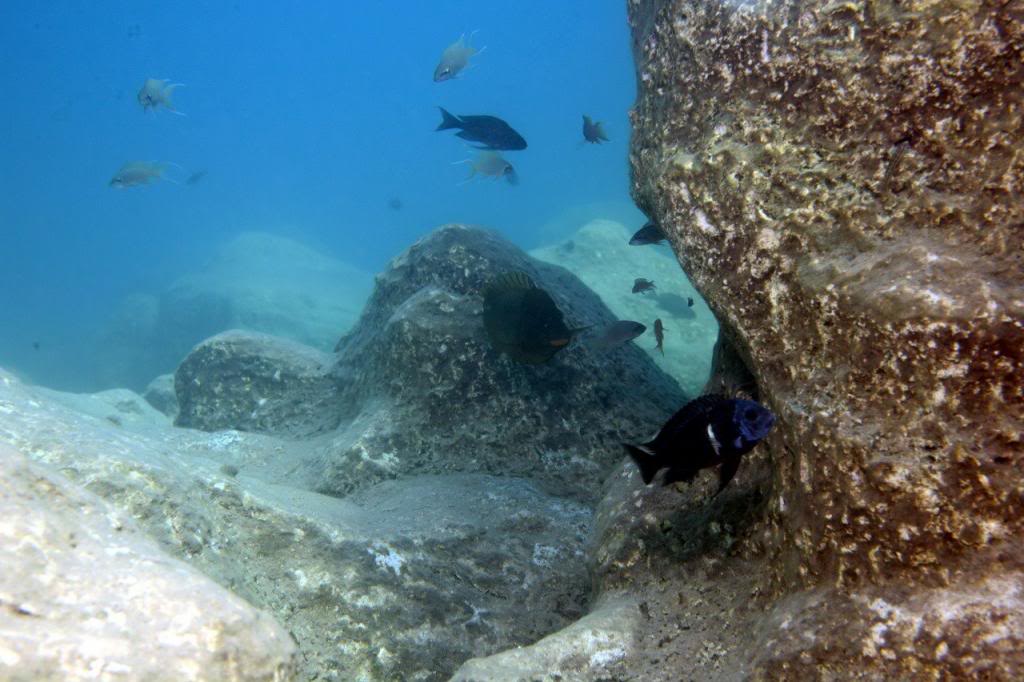 Fotos de tropheus y otros peces en el Tanganyika - Página 2 332837_263220387031259_4623202_o_zps8b255c45