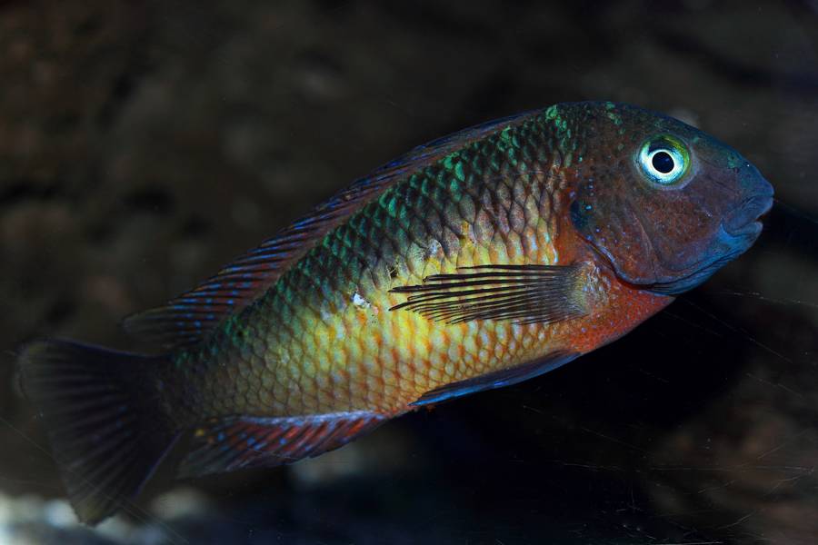 Mi acuario Tropheus Ziwa - Página 4 374web_zpsdbfdddea