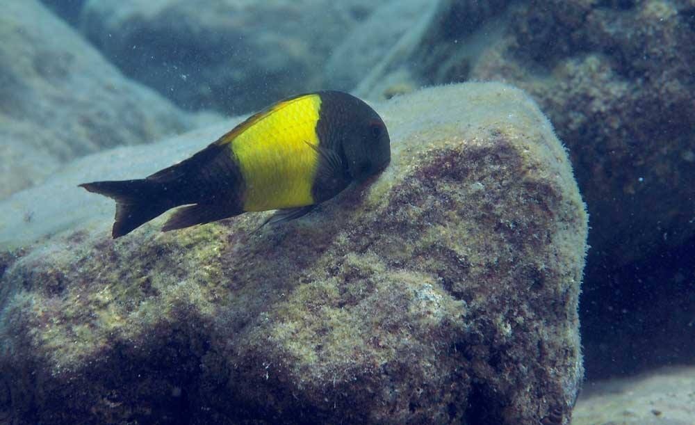 Fotos de tropheus y otros peces en el Tanganyika 38C12724-6A30-4AEE-AA97-96F02BA6926A-15272-0000139E1698CCB5_zpsa2f6a1be