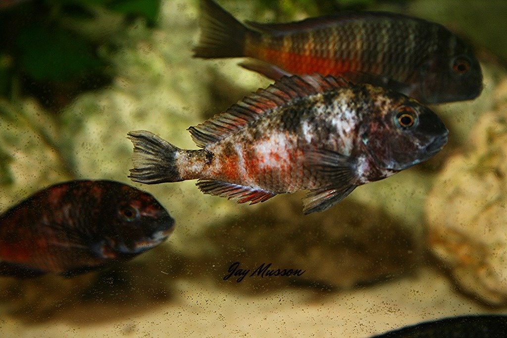 Tropheus sp red Chipimbi OB A6CFAC00-9EC4-44EB-91C2-166FE9FAC3AB_zpsl4orx1h4