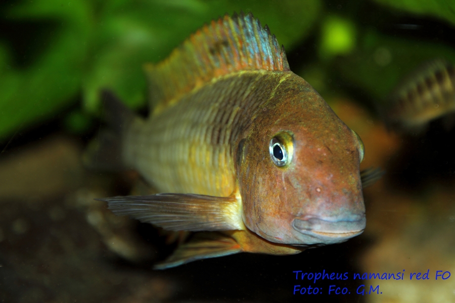 Tropheus Namansi red F0 - Página 5 IMG_0206web_zps03b40847