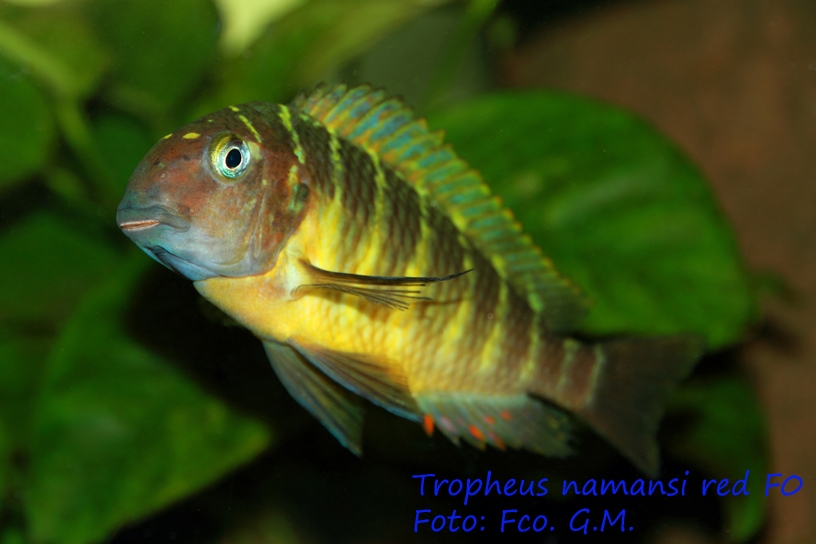 Tropheus Namansi red F0 - Página 5 IMG_0314web_zps9a76e833