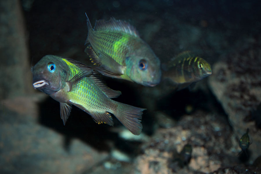 Tropheus brichardi malagarasi - Página 2 IMG_2254web_zpsf131d803