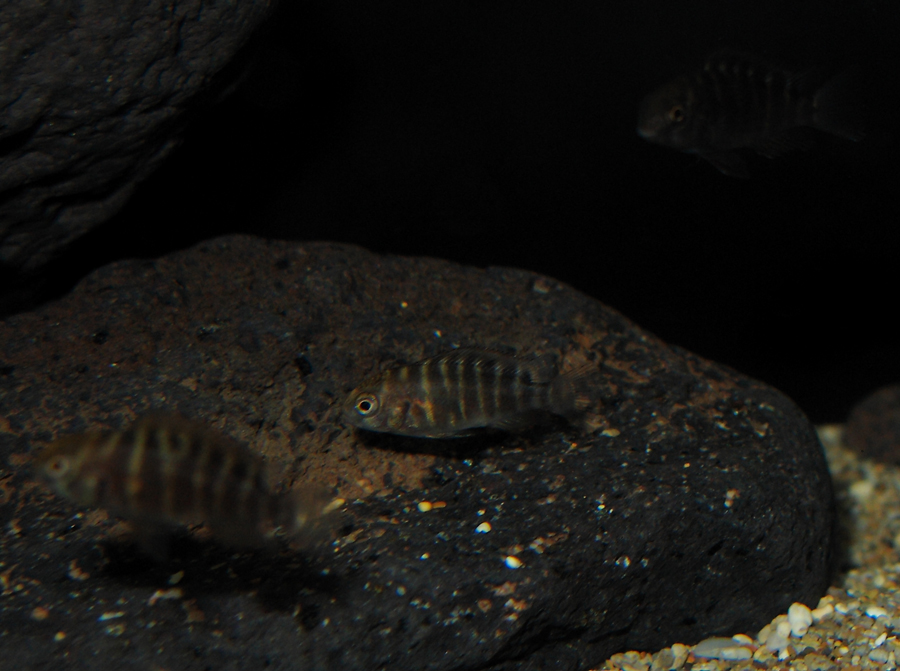 Mini Tropheus sp Black Bembas IMG_9946web_zps4d4acc6d