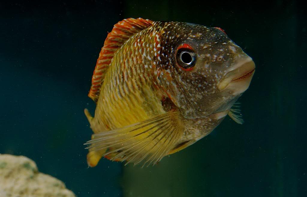 Tropheus moori golden kalambo VanDerLemmoh1_zps9108043a