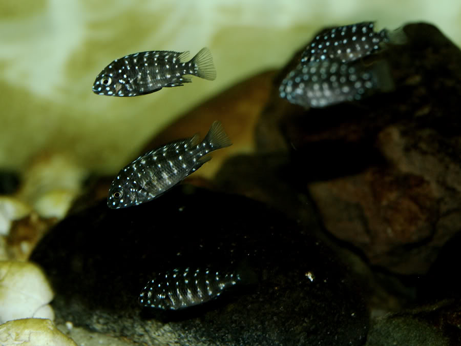 Tropheus duboisi bemba _MG_7586web