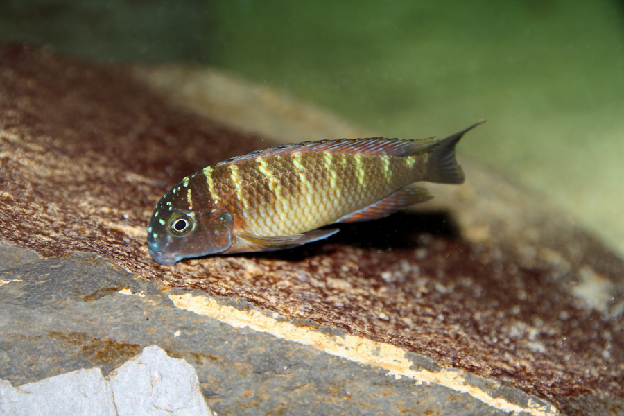 Tropheus red rainbow _MG_8259web