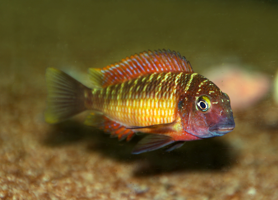 Tropheus red rainbow - Página 3 Rr