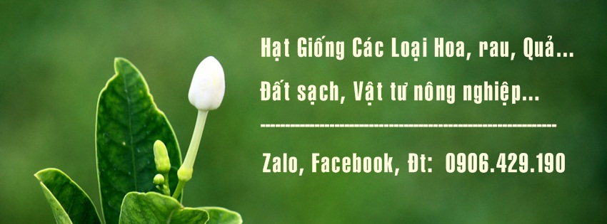 Bán hạt giống sen mini nhật và các loại hạt giống hoa, quả Anh%20chinh_zpsdmotrs5c