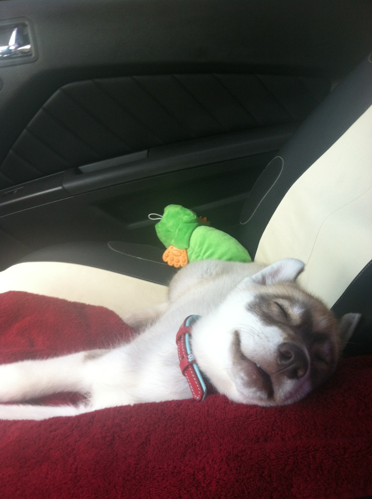 Show me your sleeping husky! - Page 3 0cc063d2