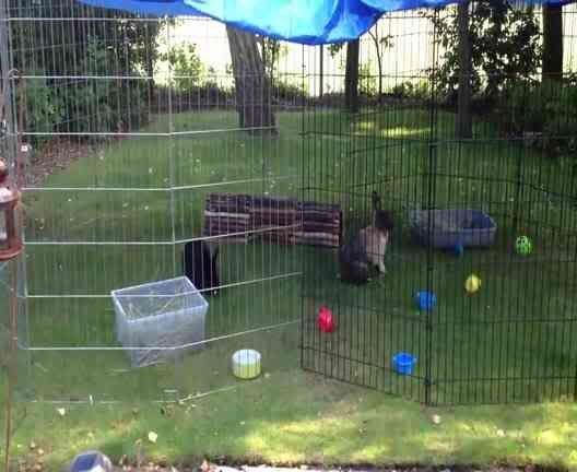 Ninja Jeff and Lexi enjoying time in the garden (video) Th_Happybunnies240813