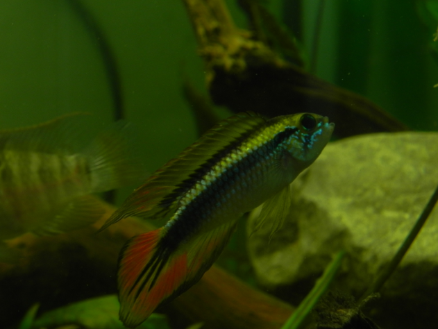 apistogramma agassizi Apsitos2_zpsc564d6ae