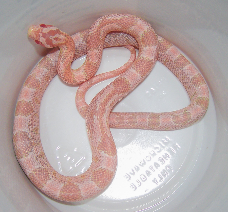 PINK CORN SNAKES!!! 10-22-1_zpsa25de5cd