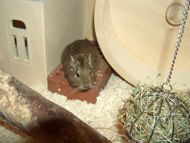 Die Degus - Seite 3 HPIM4972