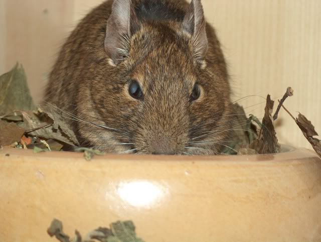 Die Degus - Seite 3 HPIM4979