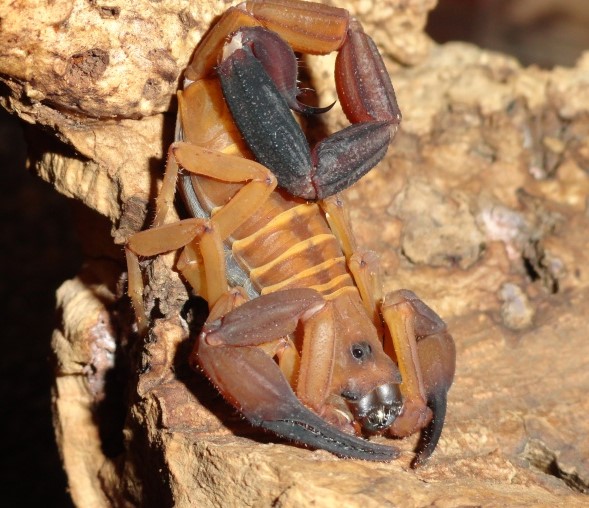 Babycurus gigas Dsc0011312_zps5e418dcc