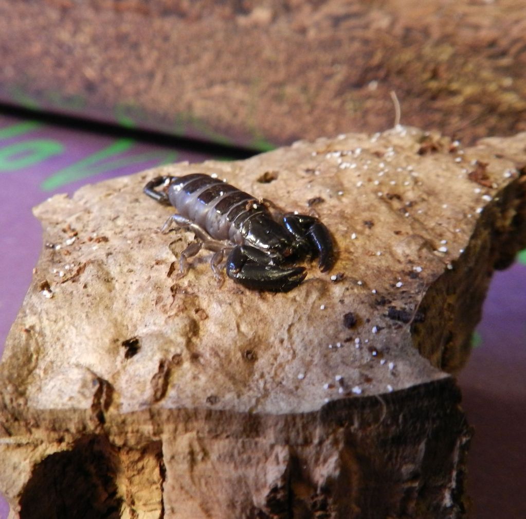 [Sharing] WHO MOLTED TODAY? (Post molting pics here!) - Page 12 DSCN0180