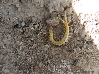 Oman 2016 - camping, off-roading and scorpions. DSCN5506_zpsmg6eox5s