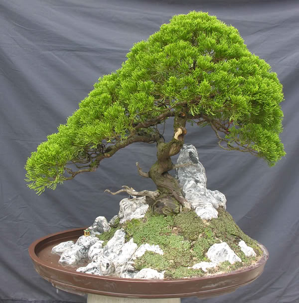 Juniper Landscaping Dtungtc