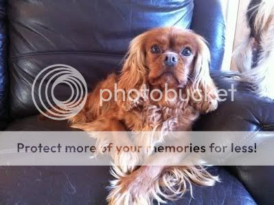 Crystal - Cavalier King Charles Spaniel - 4 years old Crystal