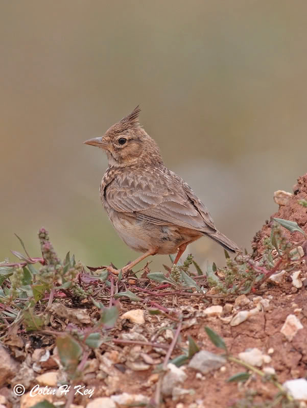 Galerida cristata 0C0J5954